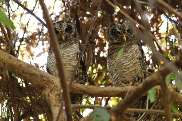 Threats Facing Owls and How We Can Help