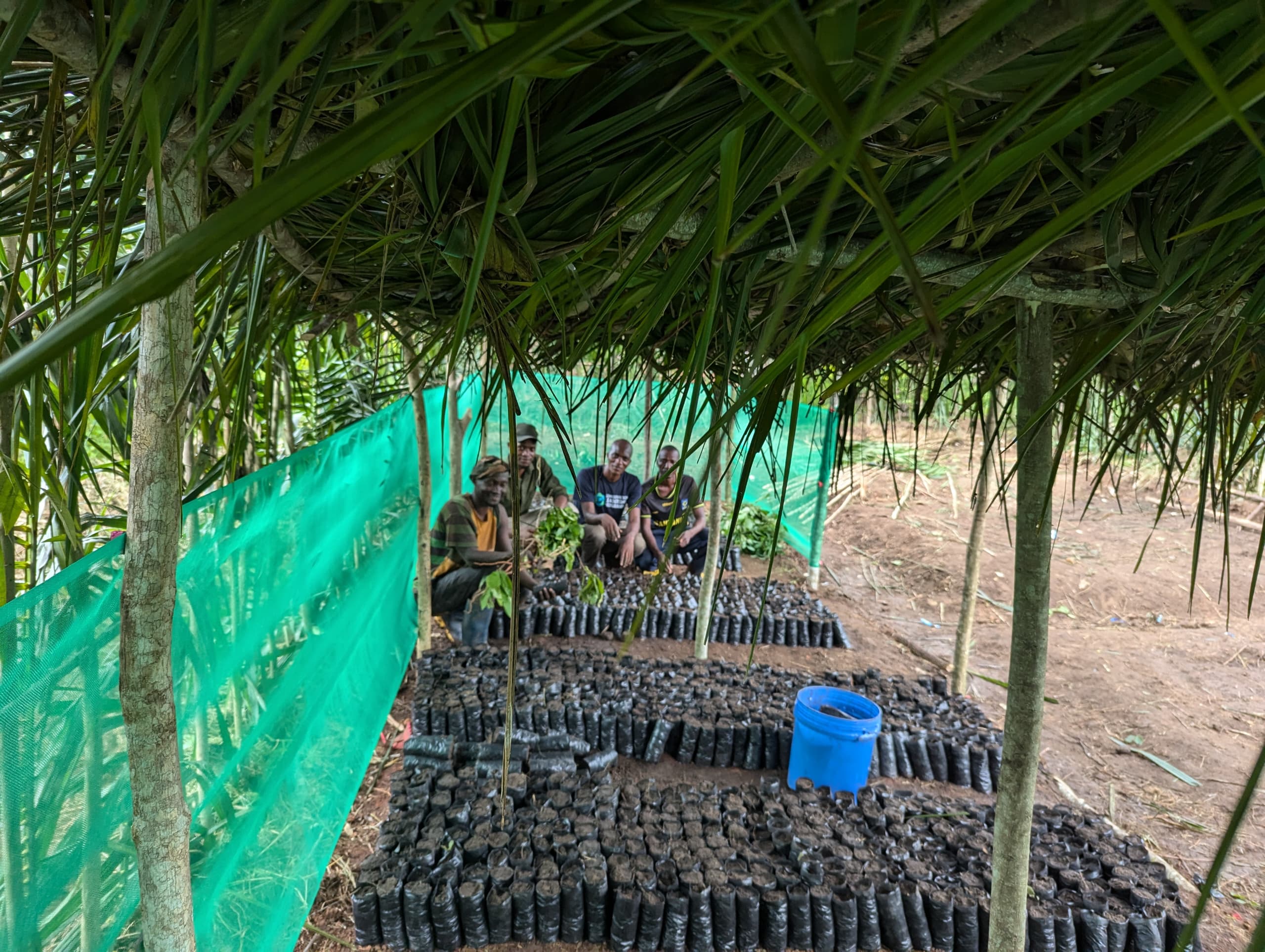 The Initiative is making important progress in restoring critical habitats for endangered owls in the East Usambara Mountains. As part of our ongoing conservation efforts, we have established a tree nursery to produce native tree seedlings that will be used to restore degraded forest areas. These forests provide essential habitat for species such as the Sokoke scops owl and the Usambara eagle-owl, both of which depend on healthy forest ecosystems for survival.
The nursery represents an important step toward improving habitat connectivity, enhancing biodiversity, and increasing the availability of nesting and foraging sites for wildlife. Beyond ecological benefits, this restoration effort actively involves local communities, creating opportunities for environmental education and fostering a sense of stewardship for the region’s unique natural heritage.
Over the coming months, the saplings will be planted in priority restoration sites identified through our field surveys. By restoring degraded habitats today, we are helping secure a future for East Usambara’s remarkable owl species and the many other plants and animals that share these forests.